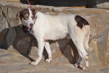 MARTE, Hund, Mischlingshund in Spanien - Bild 12