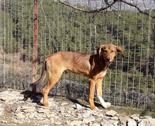 GUSTE, Hund, Mischlingshund in Türkei - Bild 1