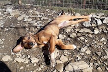 GUSTE, Hund, Mischlingshund in Türkei - Bild 3