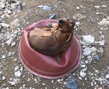 GUSTE, Hund, Mischlingshund in Türkei - Bild 4