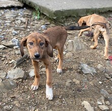 GUSTE, Hund, Mischlingshund in Türkei - Bild 5