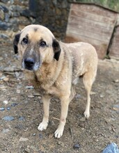 DIO, Hund, Mischlingshund in Türkei - Bild 10
