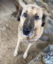 DIO, Hund, Mischlingshund in Türkei - Bild 11