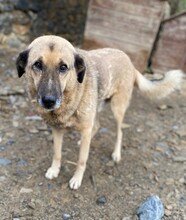 DIO, Hund, Mischlingshund in Türkei - Bild 12