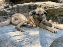 DIO, Hund, Mischlingshund in Türkei - Bild 13