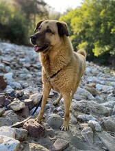 DIO, Hund, Mischlingshund in Türkei - Bild 2