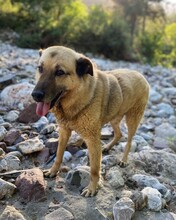 DIO, Hund, Mischlingshund in Türkei - Bild 4