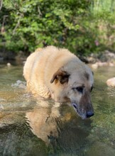 DIO, Hund, Mischlingshund in Türkei - Bild 5