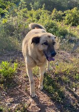 DIO, Hund, Mischlingshund in Türkei - Bild 6