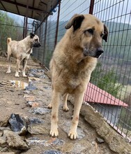 DIO, Hund, Mischlingshund in Türkei - Bild 8