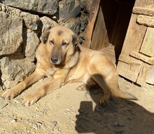 DIO, Hund, Mischlingshund in Türkei - Bild 9