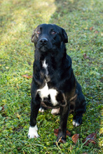 SOX, Hund, Mischlingshund in Kroatien - Bild 2