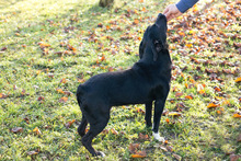 SOX, Hund, Mischlingshund in Kroatien - Bild 4
