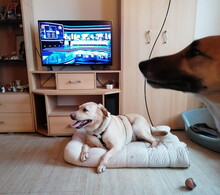 BLONDIE, Hund, Labrador Retriever-Mix in Schmerkendorf - Bild 4
