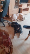 BLONDIE, Hund, Labrador Retriever-Mix in Schmerkendorf - Bild 6