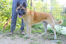 BENY, Hund, Mischlingshund in Slowakische Republik - Bild 10