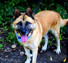 BENY, Hund, Mischlingshund in Slowakische Republik - Bild 2