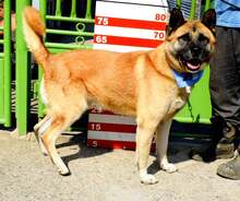 BENY, Hund, Mischlingshund in Slowakische Republik - Bild 4
