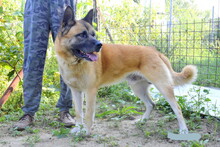 BENY, Hund, Mischlingshund in Slowakische Republik - Bild 7