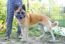 BENY, Hund, Mischlingshund in Slowakische Republik - Bild 9