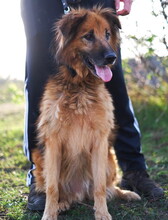MACO, Hund, Mischlingshund in Slowakische Republik - Bild 4