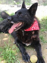 DINGO, Hund, Mischlingshund in Slowakische Republik - Bild 2