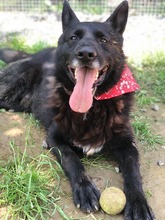 DINGO, Hund, Mischlingshund in Slowakische Republik - Bild 7