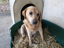 BUBI, Hund, Mischlingshund in Ungarn - Bild 4