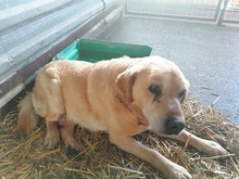 BUBI, Hund, Mischlingshund in Ungarn - Bild 5