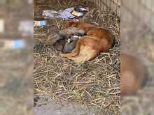 PENNY, Hund, Mischlingshund in Rumänien - Bild 5