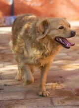 AYLAN, Hund, Mischlingshund in Spanien - Bild 11
