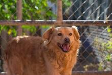 AYLAN, Hund, Mischlingshund in Spanien - Bild 12