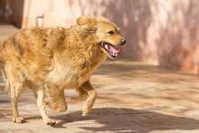 AYLAN, Hund, Mischlingshund in Spanien - Bild 16