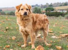 AYLAN, Hund, Mischlingshund in Spanien - Bild 4
