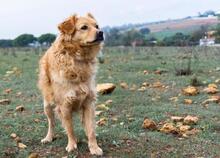 AYLAN, Hund, Mischlingshund in Spanien - Bild 6