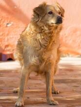 AYLAN, Hund, Mischlingshund in Spanien - Bild 7