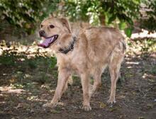 AYLAN, Hund, Mischlingshund in Spanien - Bild 8