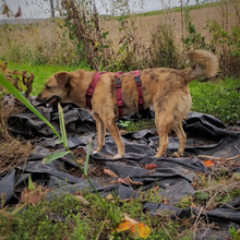 EDDIE, Hund, Mischlingshund in Zornheim - Bild 10