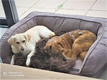 EDDIE, Hund, Mischlingshund in Zornheim - Bild 2