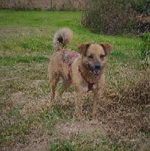 EDDIE, Hund, Mischlingshund in Zornheim - Bild 5