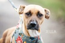 JELLA, Hund, Mischlingshund in Ungarn - Bild 1
