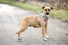 JELLA, Hund, Mischlingshund in Ungarn - Bild 2
