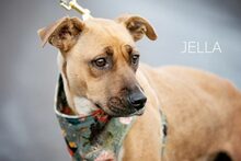 JELLA, Hund, Mischlingshund in Ungarn - Bild 3