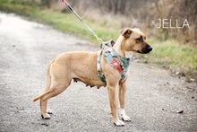 JELLA, Hund, Mischlingshund in Ungarn - Bild 4