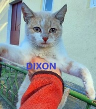 DIXON, Katze, Europäisch Kurzhaar in Bulgarien - Bild 1