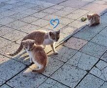DIXON, Katze, Europäisch Kurzhaar in Bulgarien - Bild 3