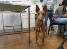 GINGER, Hund, Podenco Ibicenco in Spanien - Bild 2