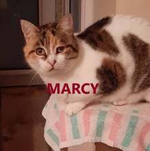 MARCY, Katze, Europäisch Kurzhaar in Bulgarien - Bild 1