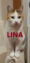 LINA, Katze, Europäisch Kurzhaar in Bulgarien - Bild 1