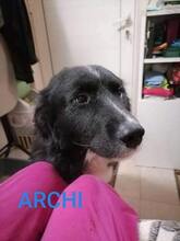 ARCHI, Hund, Mischlingshund in Bulgarien - Bild 1